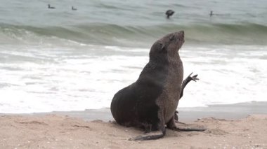 Yalnız kürk fok deniz kıyısında poz veriyor, yavaş çekim.