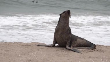 Deniz kıyısında yalnız kürk fok, yavaş çekim.