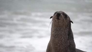 Şirin kürk fok resmi.