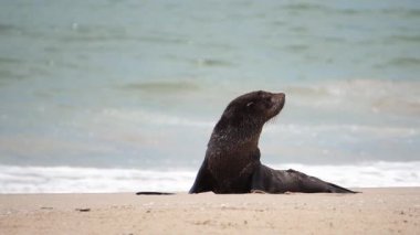 Denizin arka planında kürk fok. Ağır çekim.