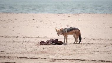 Çakal leşi yiyor, Namibya