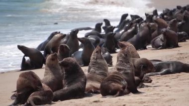 Kürk fok kolonisi yavaş çekim