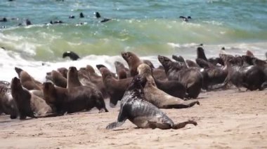 Kürk fok sürüsü yavaş çekimde suya hücum ediyor.