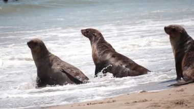 Kürk fokları ve deniz ağır çekim
