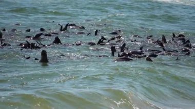foklar denizde ağır çekimde yüzerler.