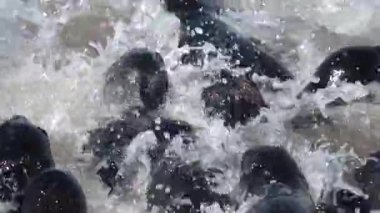 Kürk fokları yavaş çekimde yüzer.