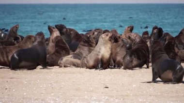 Deniz kıyısında yavaş çekimde kürk fok kolonisi