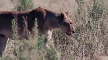 Dişi aslan çalıların arasında yürüyor. 