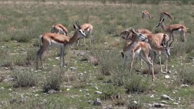 Çalılıklarda yaylı boğa sürüsü