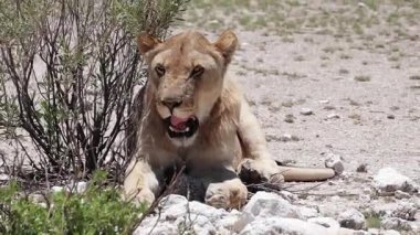 Yalancı bir dişi aslan portresi.