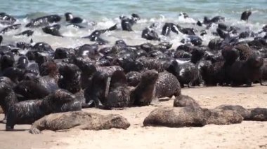 Bir grup şirin kürk fok ağır çekimde