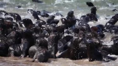 fok yavruları yavaş çekim