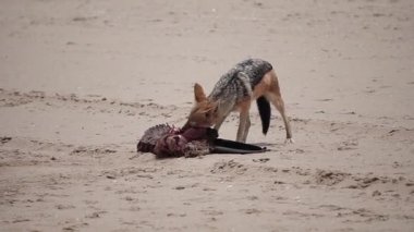 Çakal, fok balığının leşini yiyor.
