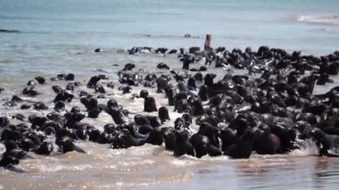 Yavru kürk fokları yavaş çekimde