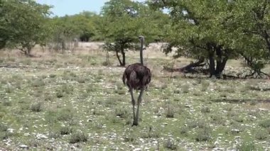 Afrika devekuşu çalılıklarda