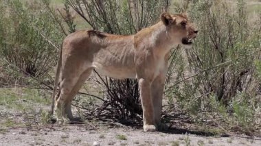 Dişi aslan duruyor ve bakıyor.