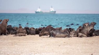 Sahilde bir grup fok var. 