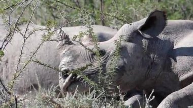 Gergedanlar, yüzünüzü kapatın.