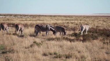 Savanadaki zebra sürüsü ağır çekimde