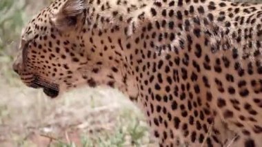 Leopar yürüyüşe çıktı.