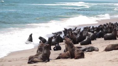 Bir grup fok balığı, Afrika