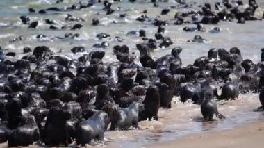 Bir grup fok balığı, Afrika
