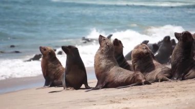 Bir grup fok balığı, Afrika