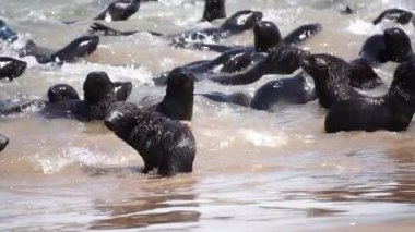 Bir grup fok balığı, Afrika