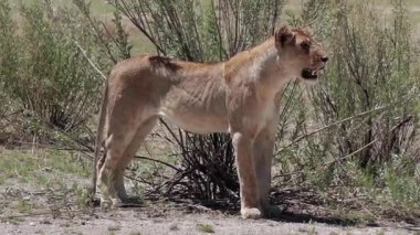 Dişi aslan avlanıyor.