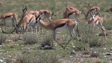 Güney Afrika 'daki yay böcekleri sürüsü.