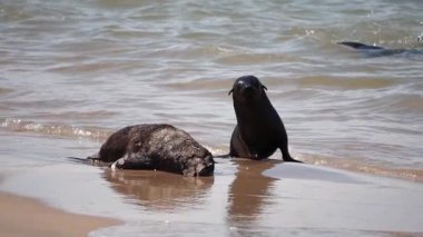 bebek ve ölü fok yavaş çekim