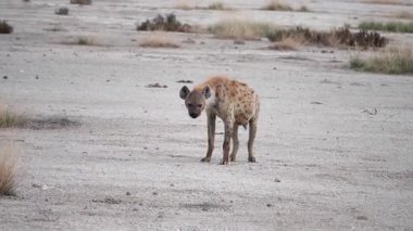 Benekli sırtlan izliyor, Afrika yaban hayatı