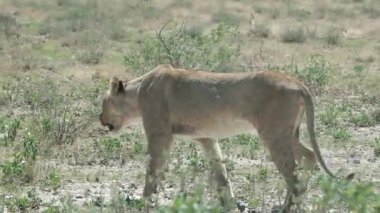 inanılmaz aslan Güney Afrika