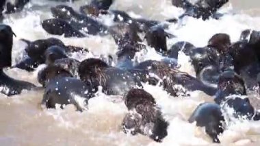 Yavas çekimde foklar