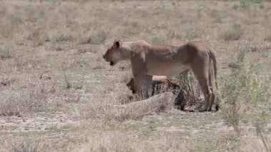 Güney Afrika 'da dişi aslanlar yürüyor. 