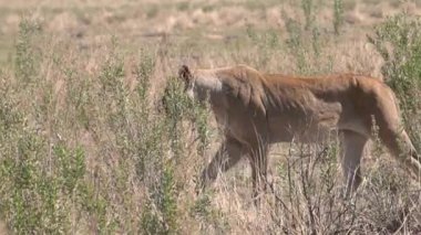 Aslan, Güney Afrika, Namibya