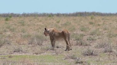 Aslan, Güney Afrika, Namibya