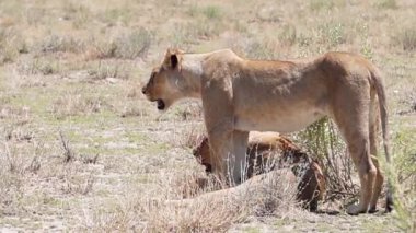 Aslan, Güney Afrika, Namibya