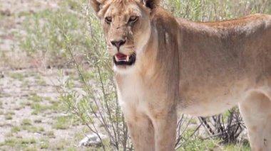 Aslan, Güney Afrika, Namibya