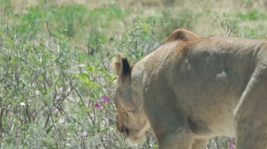 Aslan, Güney Afrika, Namibya