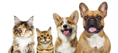 beyaz bir arka plan üzerinde birlikte sevimli bir kedi ve köpek portresi