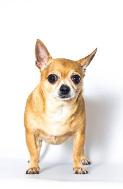 beyaz arkaplanda kırmızı köpek