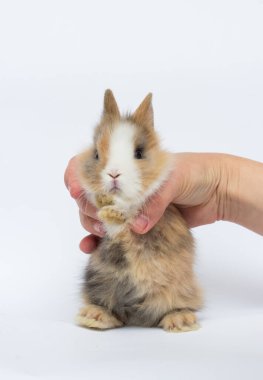 Beyaz arka planda küçük tavşan