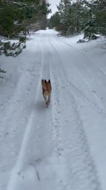Kızıl köpek karlı ormanda koşar.