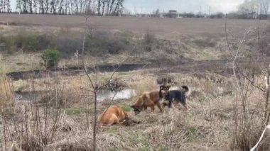 Bir köpek sürüsü iz sürüp, avlarını kazıyor.