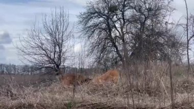 Bir köpek sürüsü iz sürüp, avlarını kazıyor.