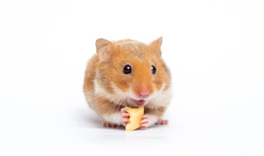 Beyaz arka planda gülümseyen komik hamster hayvanı.