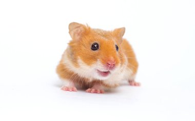Beyaz arka planda gülümseyen komik hamster hayvanı.