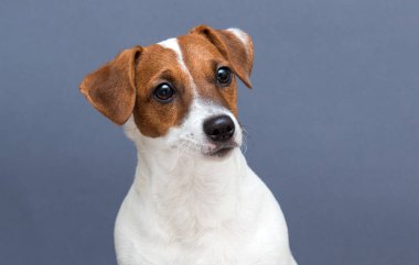 Gri arka plana bakan evcil köpek