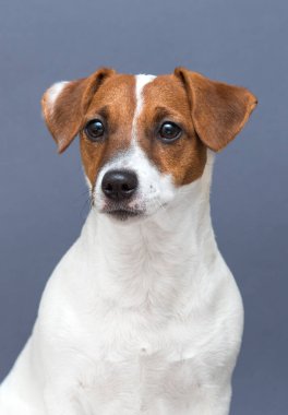 Evcil köpek gri arka planda yana bakıyor